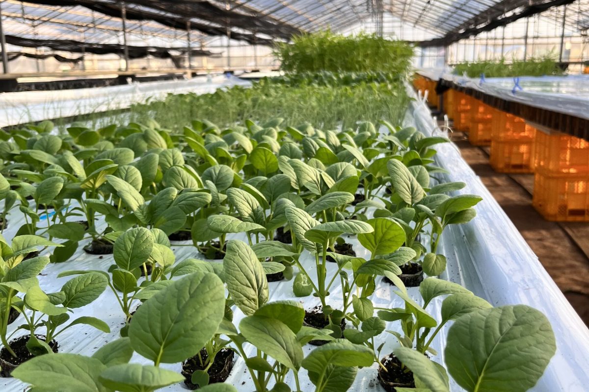 株式会社SHIHOUインキュベート様 (茨城県つくば市SHIHOUファーム)　生産