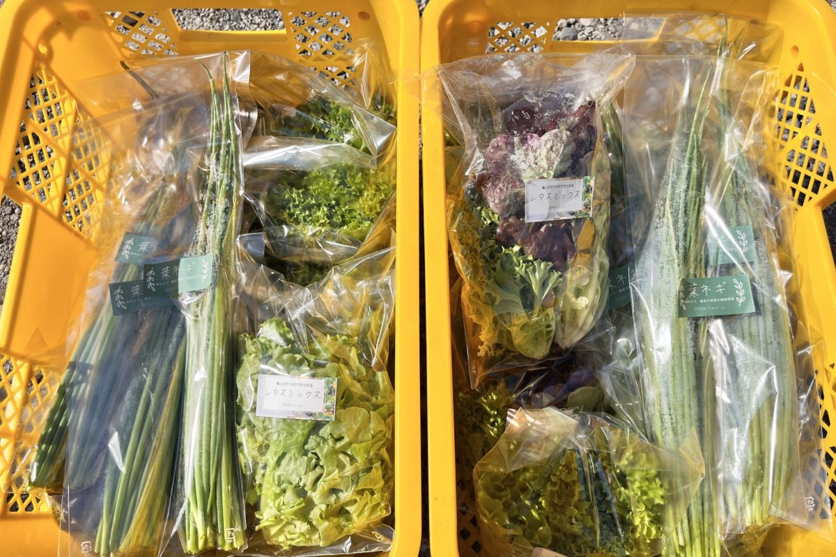 株式会社SHIHOUインキュベート様 (茨城県つくば市SHIHOUファーム)　通い箱